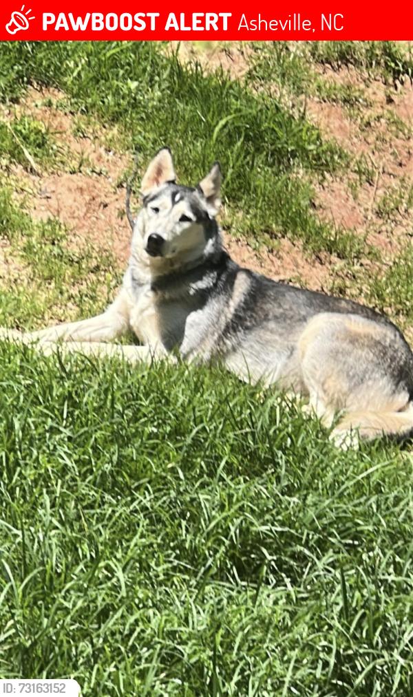 Lost Female Dog last seen Erwin high school, Asheville, NC 28806