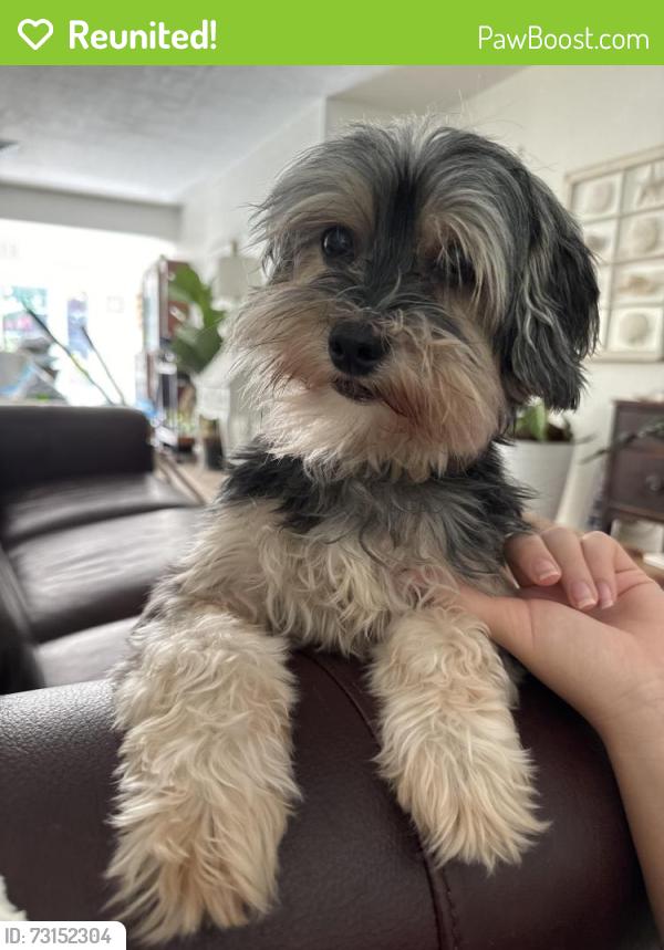 Reunited Female Dog last seen N.E. 12th Ter by Reliance Window Systems, Oakland Park, FL 33334