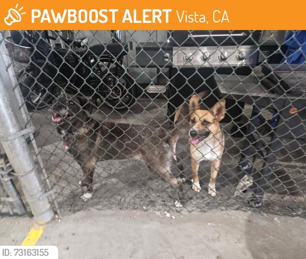 Found/Stray Female Dog last seen Near Hacienda Dr and Emerald, Vista, CA 92081