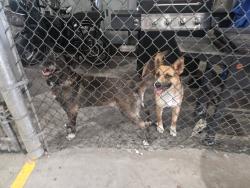 Found/Stray Female Dog last seen Near Hacienda Dr and Emerald, Vista, CA 92081