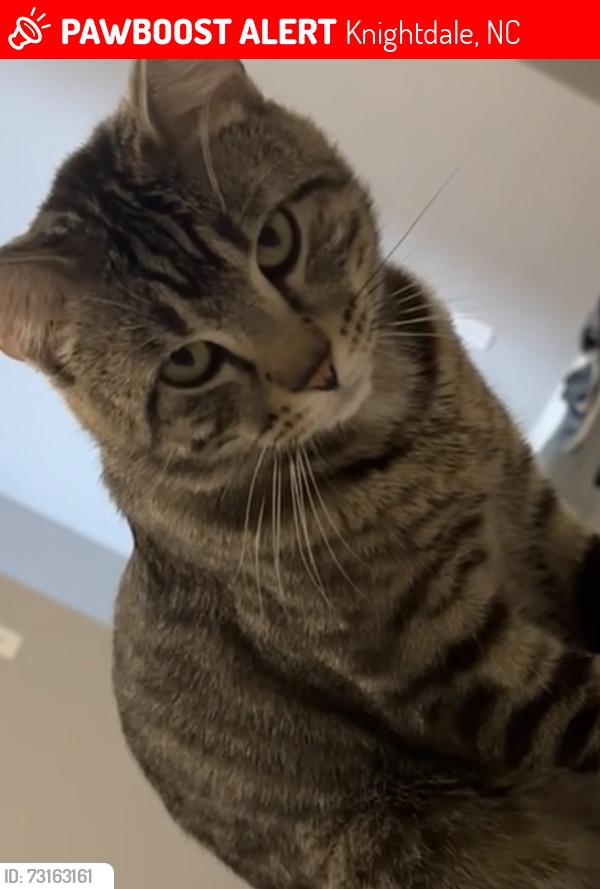 Lost Male Cat last seen Lowes knightdale, Knightdale, NC 27545