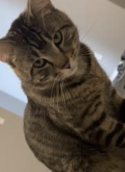 Lost Male Cat last seen Lowes knightdale, Knightdale, NC 27545