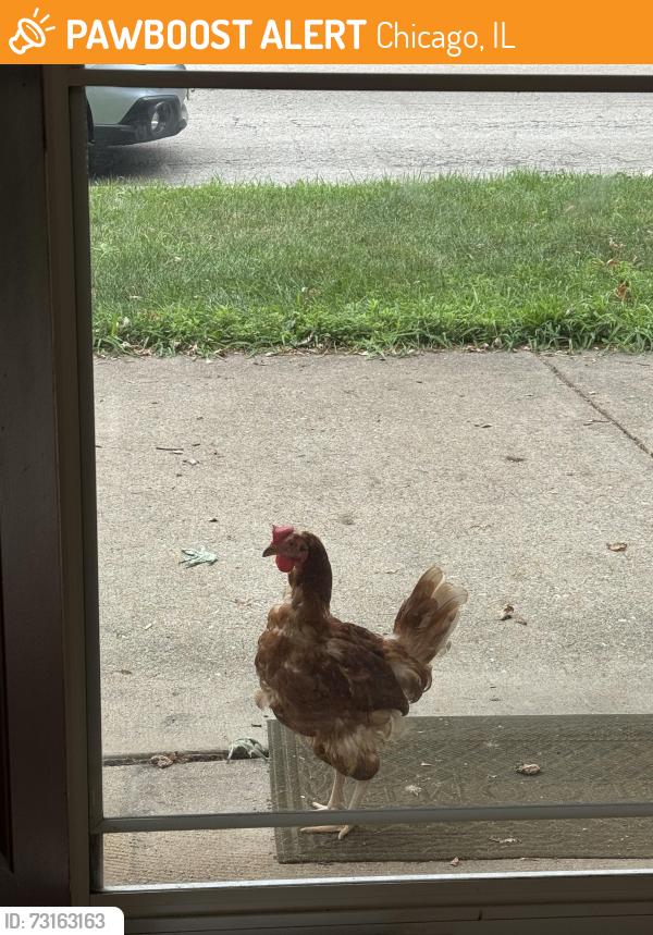 Found/Stray Female Bird last seen Nina and Avondale Norwood park, Chicago, IL 60631