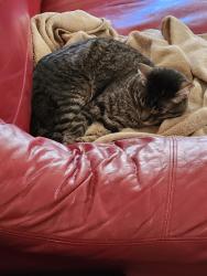 Reunited Male Cat last seen Near W Phillips Ave, Littleton, CO 80128