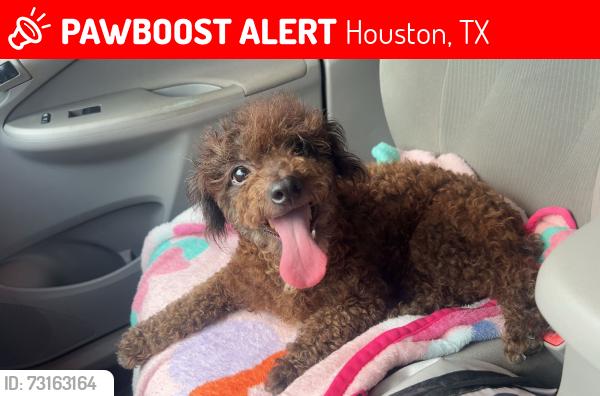 Lost Female Dog last seen Howard and Winkler, Houston, TX 77017