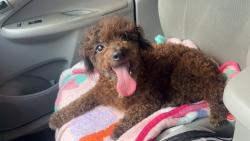 Lost Female Dog last seen Howard and Winkler, Houston, TX 77017