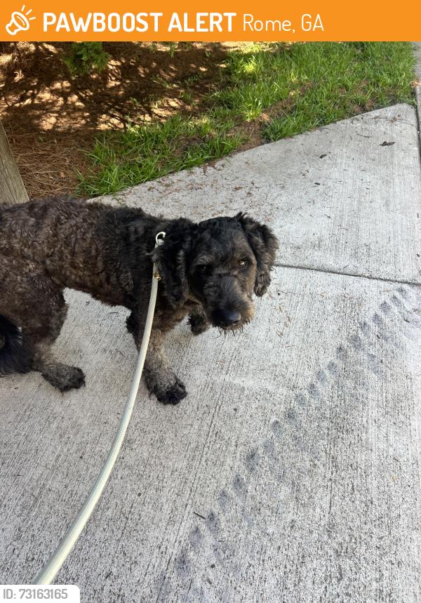 Found/Stray Female Dog last seen Burnett ferry, Rome, GA 30165