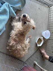 Found/Stray Male Dog last seen Villa & Gettysburg, Clovis, CA 93612