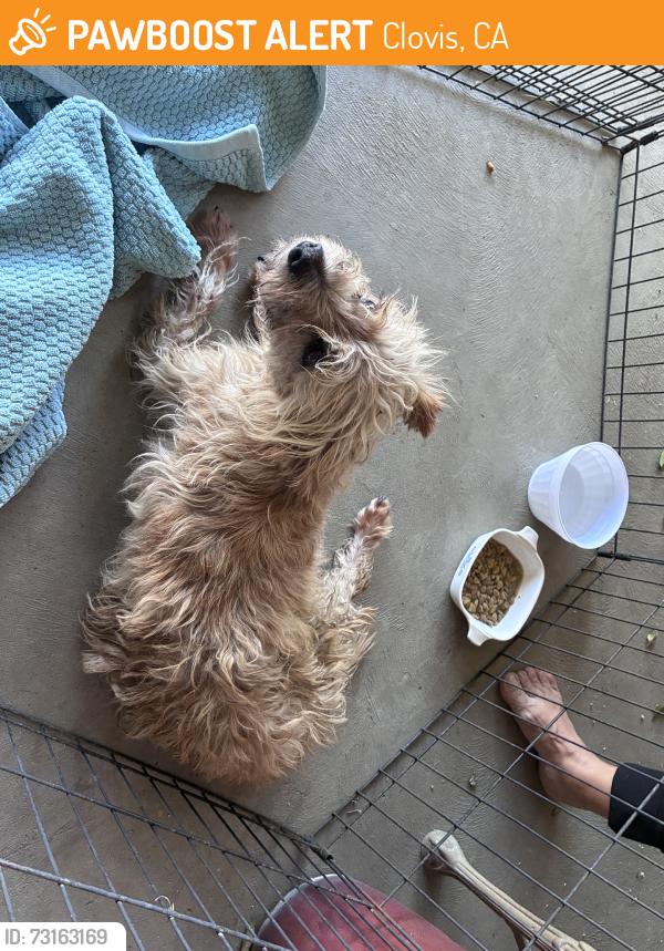 Found/Stray Male Dog last seen Villa & Gettysburg, Clovis, CA 93612