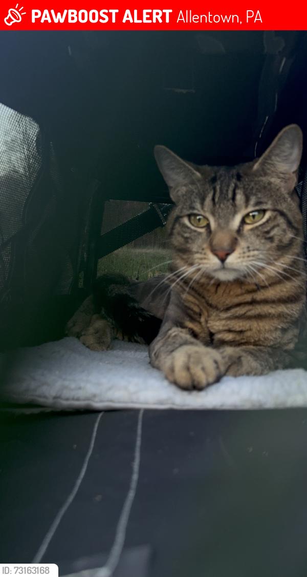 Lost Male Cat last seen Canal park somewhere, Allentown, PA 18109