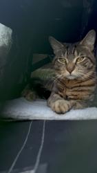 Lost Male Cat last seen Canal park somewhere, Allentown, PA 18109