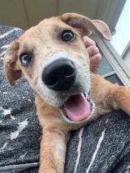 Shelter Stray Female Dog last seen Bexar County, 3353 Morningside Dr, New Braunfels, TX 78132, USA