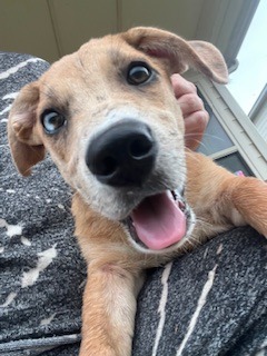 Shelter Stray Female Dog last seen Bexar County, 3353 Morningside Dr, New Braunfels, TX 78132, USA