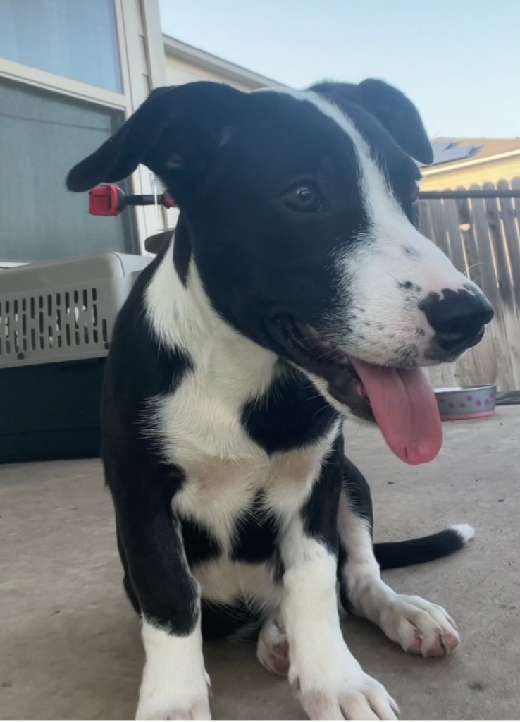 Shelter Stray Female Dog last seen Bexar County, 3353 Morningside Dr, New Braunfels, TX 78132, USA