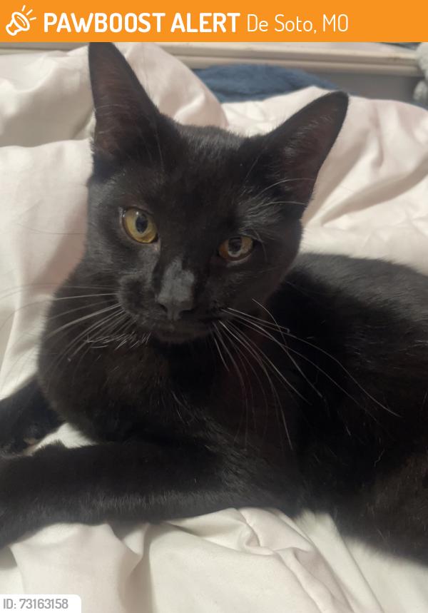 Found/Stray Male Cat last seen Walmart in Desoto, De Soto, MO 63020