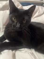 Found/Stray Male Cat last seen Walmart in Desoto, De Soto, MO 63020