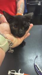 Shelter Stray Female Cat last seen Bexar County, 3353 Morningside Dr, New Braunfels, TX 78132, USA