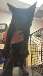 Shelter Stray Female Cat last seen Bexar County, 3353 Morningside Dr, New Braunfels, TX 78132, USA