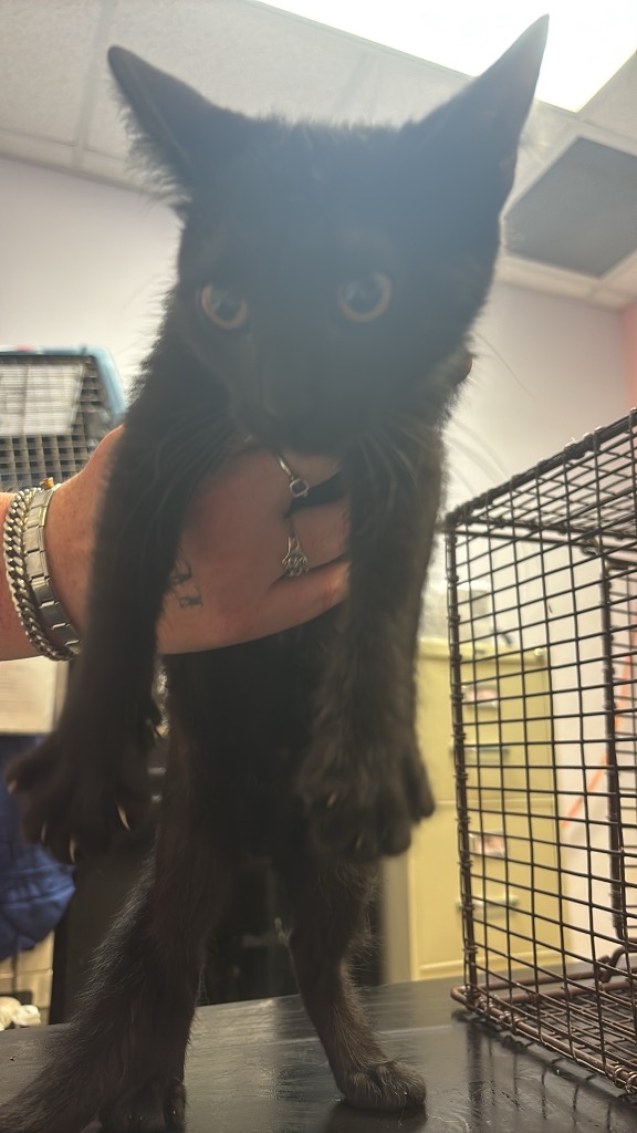 Shelter Stray Female Cat last seen Bexar County, 3353 Morningside Dr, New Braunfels, TX 78132, USA
