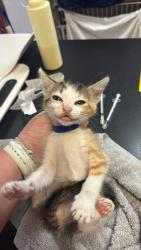 Shelter Stray Female Cat last seen Bexar County, 3353 Morningside Dr, New Braunfels, TX 78132, USA
