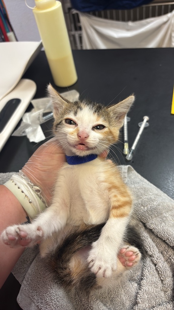 Shelter Stray Female Cat last seen Bexar County, 3353 Morningside Dr, New Braunfels, TX 78132, USA