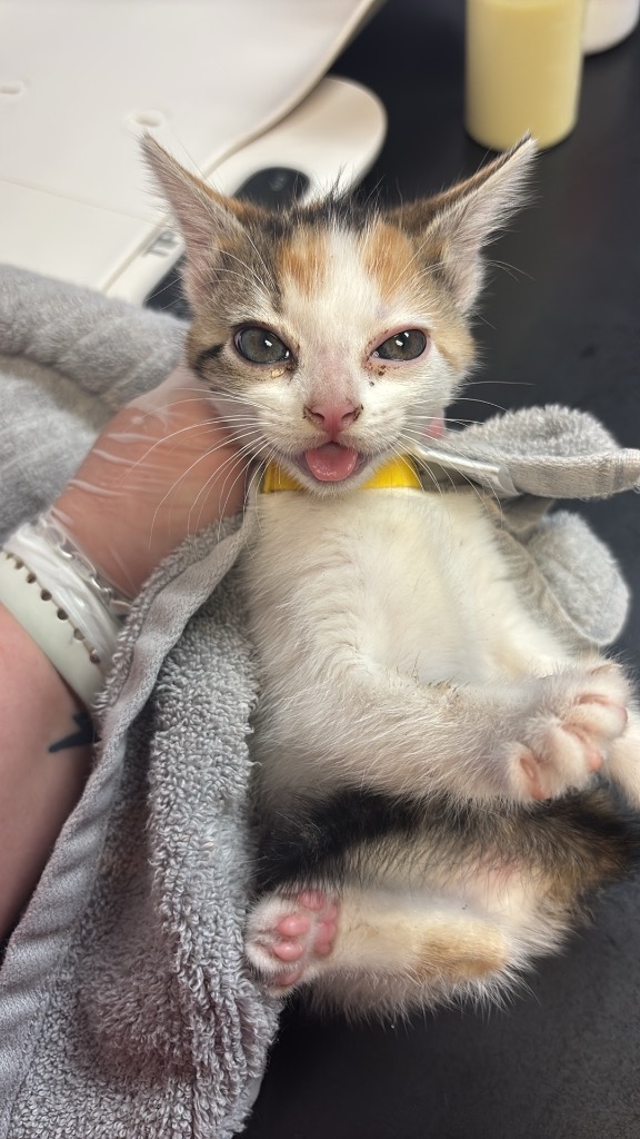Shelter Stray Female Cat last seen Bexar County, 3353 Morningside Dr, New Braunfels, TX 78132, USA