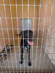Shelter Stray Female Dog last seen Bexar County, 3353 Morningside Dr, New Braunfels, TX 78132, USA