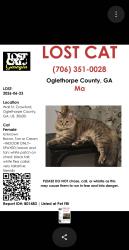 Lost Female Cat last seen Wall st crawford georgia, oglethorpe county, Crawford, GA 30630