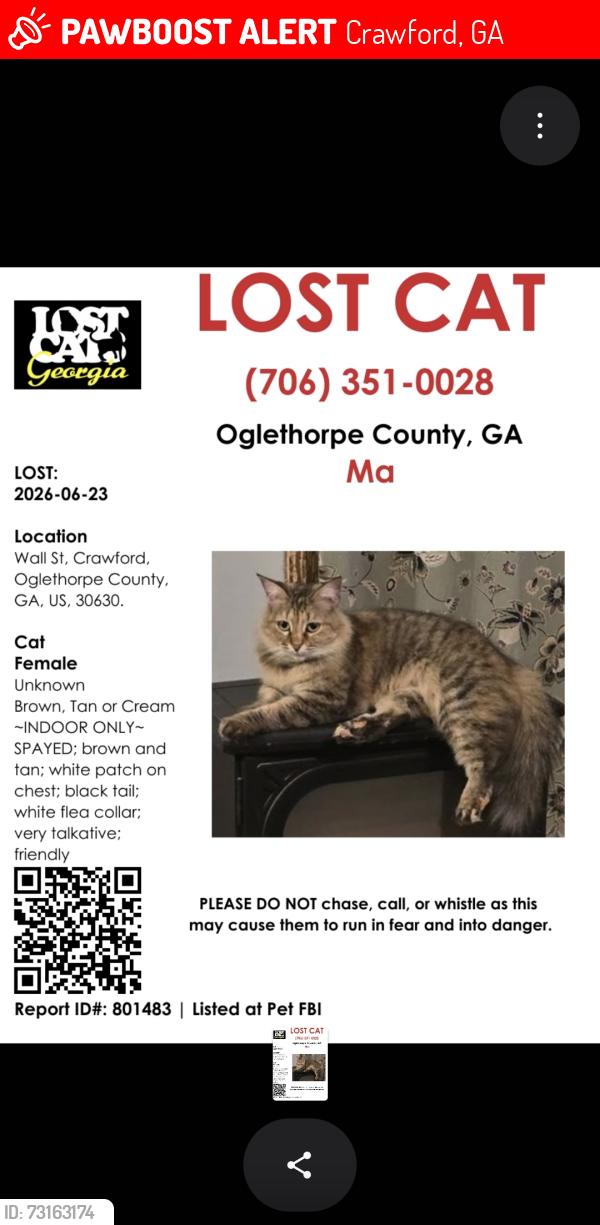 Lost Female Cat last seen Wall st crawford georgia, oglethorpe county, Crawford, GA 30630