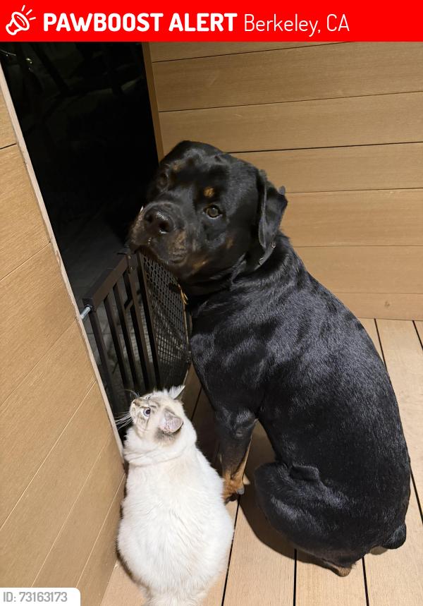 Lost Male Dog last seen California and Alcatraz, Berkeley, CA 94703