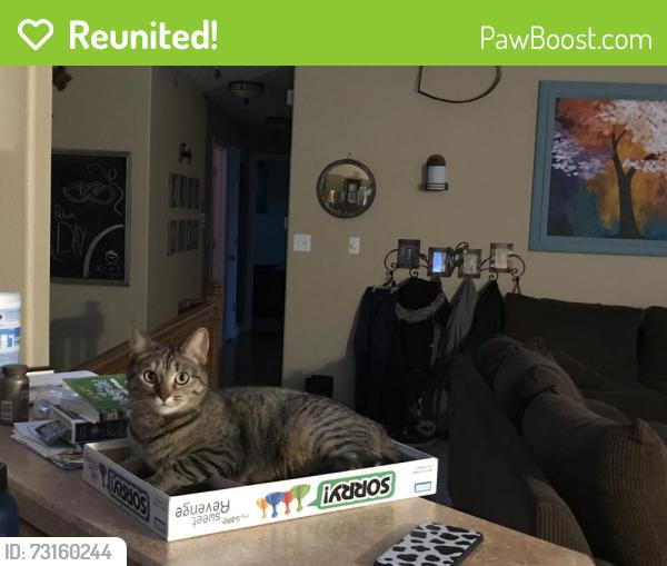 Reunited Female Cat last seen E Hermosa vista dr / menlo circle / Mallory, Mesa, AZ 85213