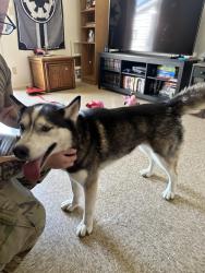 Reunited Female Dog last seen Venable Drive and Madruga Rd, Fort Hood, TX 76544