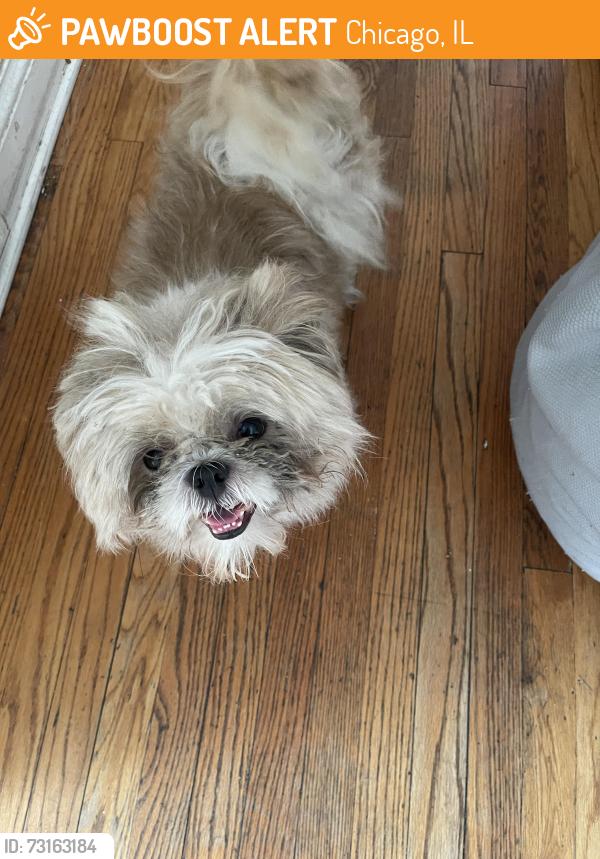 Found/Stray Male Dog last seen Near s Merrill ave, Chicago, IL 60649