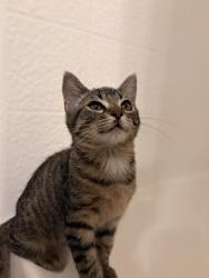 Reunited Male Cat last seen East and Santa Ana st, Anaheim, CA 92805