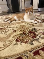 Lost Male Cat last seen Near Davis Rd, Marietta, GA, Marietta, GA 30062