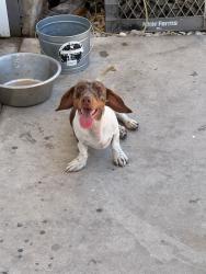 Reunited Male Dog last seen Near Algonquin Rd, Apple Valley, CA 92308, USA, Apple Valley, CA 92308