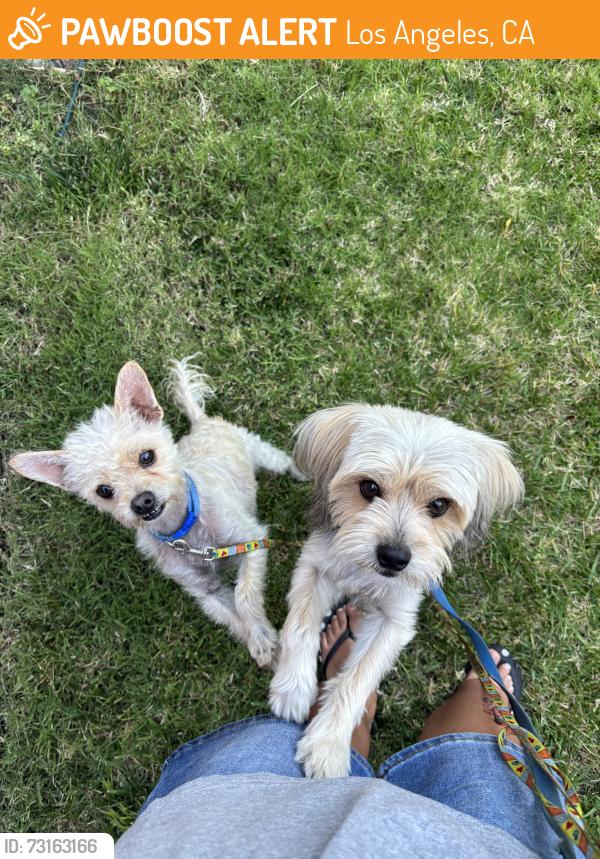 Found/Stray Male Dog last seen Q & McDonald, Los Angeles, CA 90744