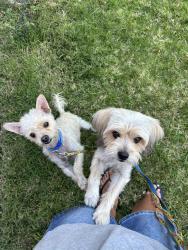 Found/Stray Male Dog last seen Q & McDonald, Los Angeles, CA 90744