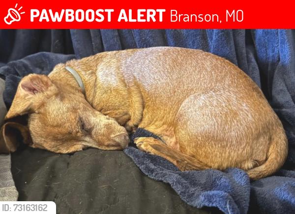 Lost Male Dog last seen Near bird road branson mo 65616, Branson, MO 65616