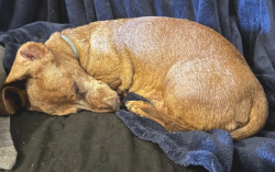 Lost Male Dog last seen Near bird road branson mo 65616, Branson, MO 65616