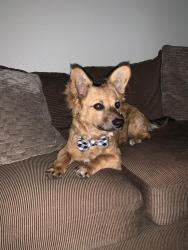 Reunited Male Dog last seen Wets Hammer/ Lisa Ln, Las Vegas, NV 89149