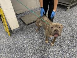 Shelter Stray Female Dog last seen VARNER RD / DATE PALM DR, 72050 Pet Land Pl, Thousand Palms, CA 92276, USA