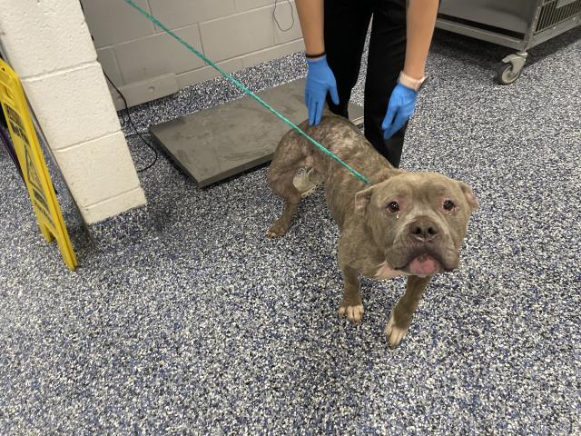 Shelter Stray Female Dog last seen VARNER RD / DATE PALM DR, 72050 Pet Land Pl, Thousand Palms, CA 92276, USA