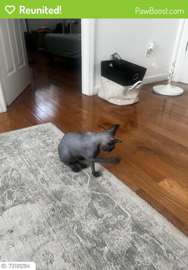 Reunited Female Cat last seen On 63rd street and bayparkway, Brooklyn, NY 11204