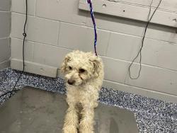 Shelter Stray Male Dog last seen Near BLOCK WHISPERING PALMS TRL, CATHEDRAL CITY, CA, 72050 Pet Land Pl, Thousand Palms, CA 92276, USA