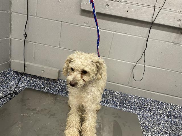 Shelter Stray Male Dog last seen Near BLOCK WHISPERING PALMS TRL, CATHEDRAL CITY, CA, 72050 Pet Land Pl, Thousand Palms, CA 92276, USA