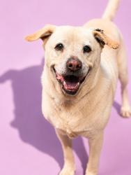 Shelter Stray Female Dog last seen Near BLOCK DETROIT ST, 2020 Forest St, Jacksonville, FL 32204, USA