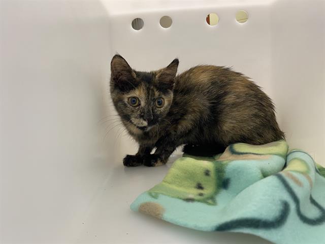 Shelter Stray Female Cat last seen Near BLOCK S 6TH ST, 3839 W Burnham St, West Milwaukee, WI 53215, USA