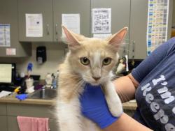 Shelter Stray Female Cat last seen Near BLOCK S 6TH ST, 3839 W Burnham St, West Milwaukee, WI 53215, USA