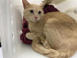 Shelter Stray Unknown Cat last seen Near BLOCK S MANITOWOC AVE, 3839 W Burnham St, West Milwaukee, WI 53215, USA